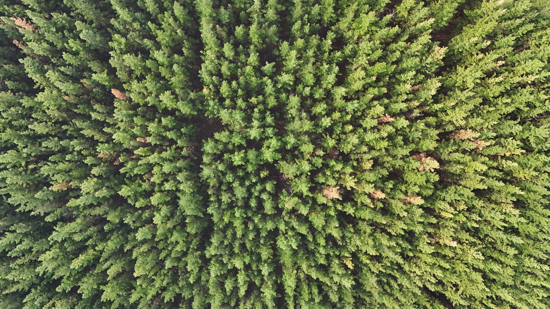 A stunning aerial view showcasing the dense green canopy of a forest in Western Australia.